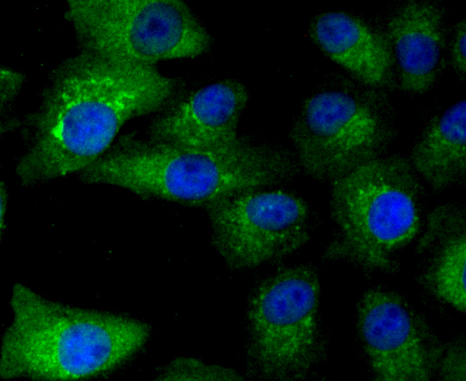 CD274(PD1L1) Antibody