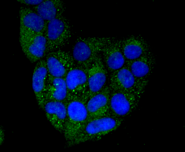 CD274(PD1L1) Antibody