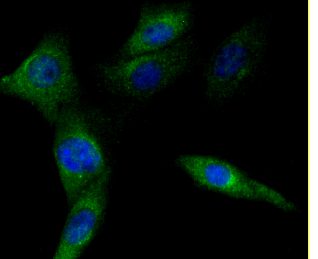 CD274(PD1L1) Antibody
