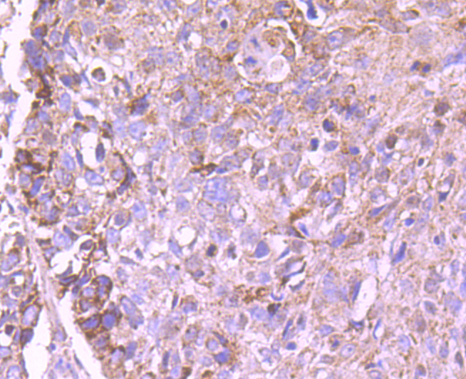CD274(PD1L1) Antibody