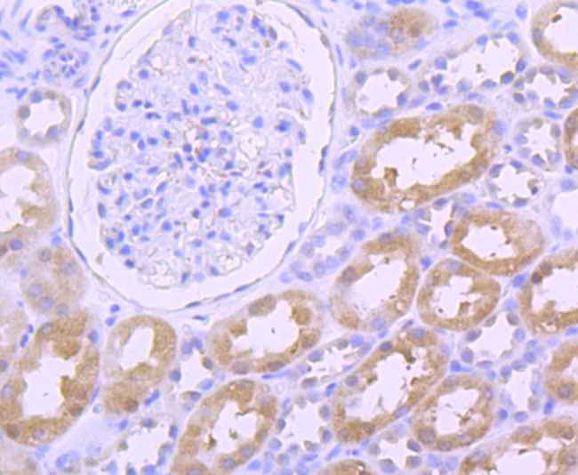 Thioredoxin Antibody