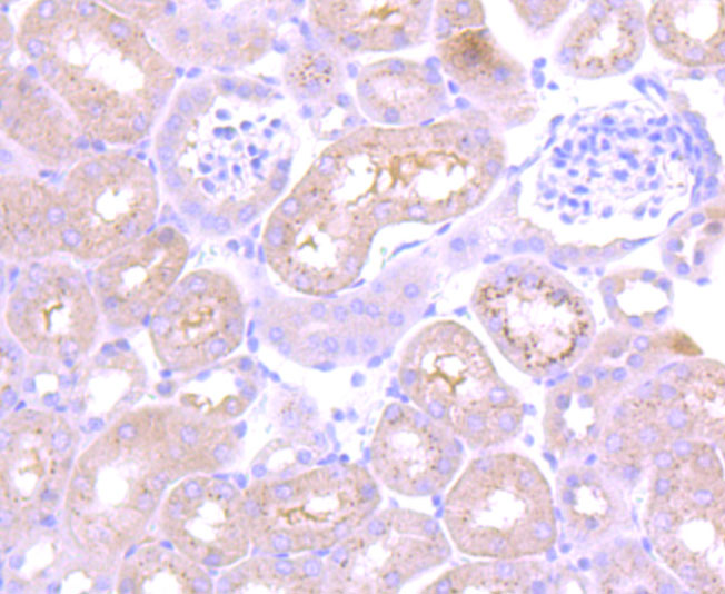 Thioredoxin Antibody