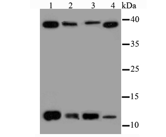 Thioredoxin Antibody