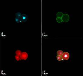 Figla Antibody