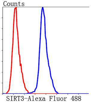 SIRT3 Antibody