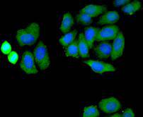 NADPH oxidase 4 Antibody