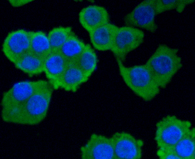 Hsc70 Antibody