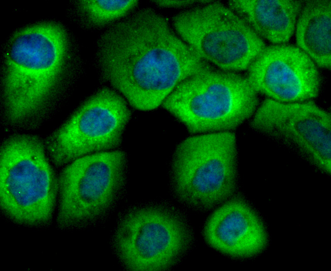 eIF-4E Antibody