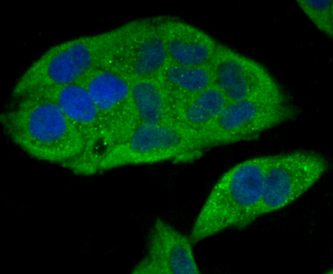 eIF-4E Antibody