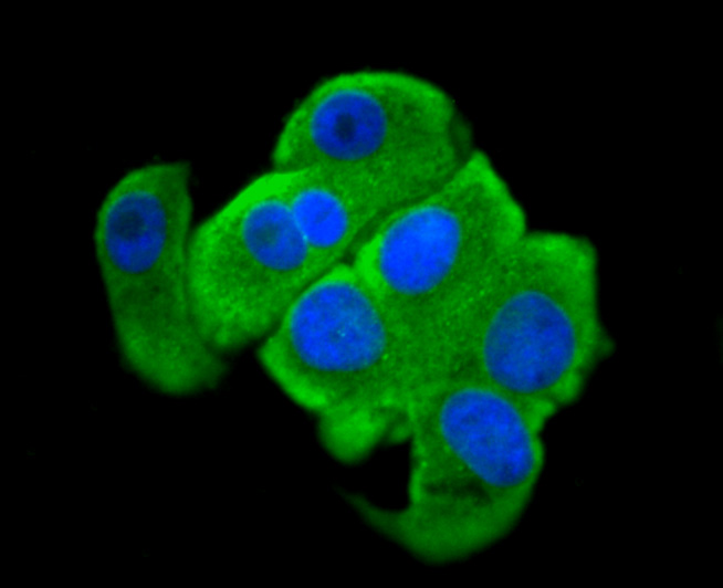 eIF-4E Antibody