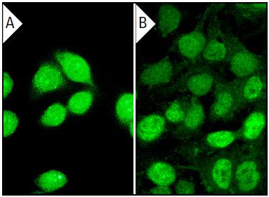 c Fos Antibody