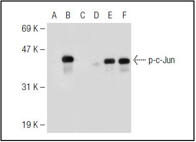 c-Jun Antibody