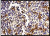 Granzyme B Antibody