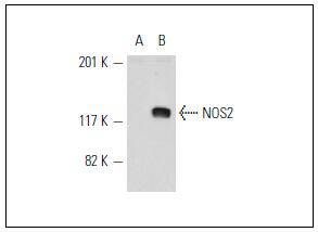 iNOS Antibody