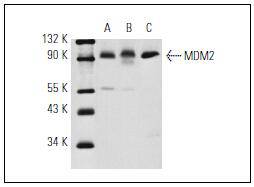 MDM2 Antibody