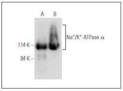 Na+/K+ ATPase Antibody