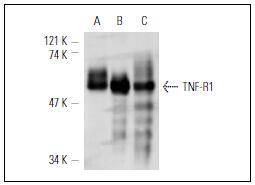 TNFR1 Antibody