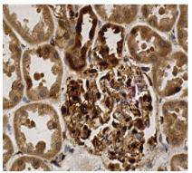 YAP65 Antibody