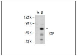 YAP65 Antibody