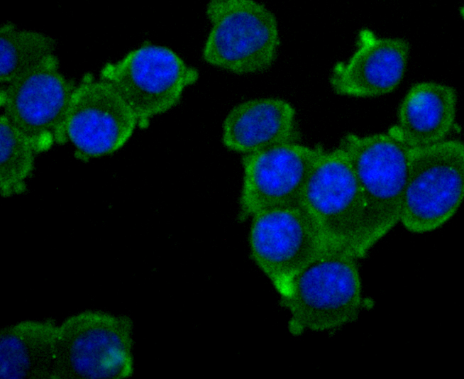 CD133 Antibody