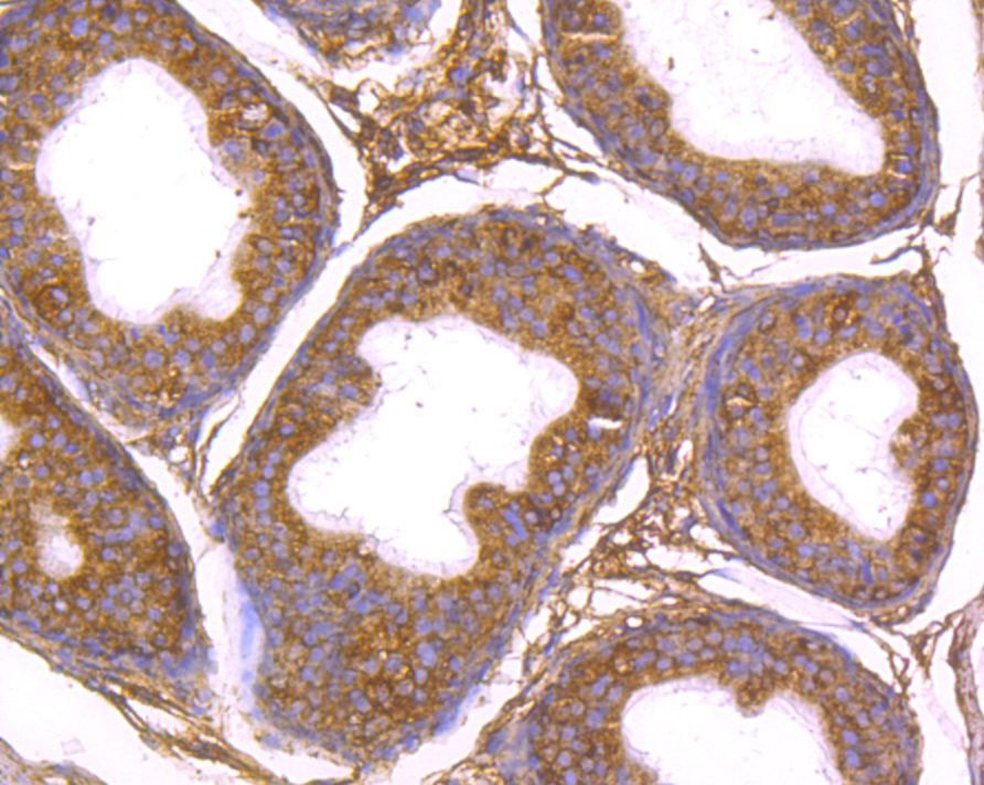 Gp83 Antibody