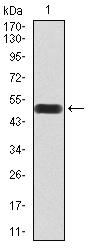 Rab3a Antibody