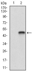 SHC1 Antibody