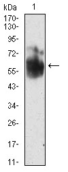 SHC1 Antibody