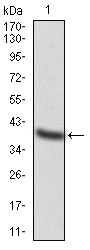 TFAP2A Antibody