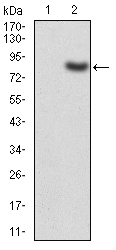 TIP60 Antibody