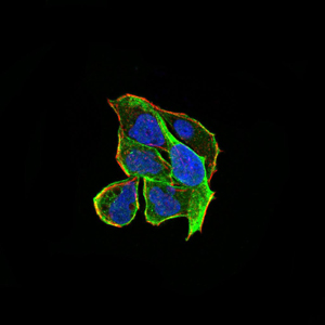 RND3 Antibody