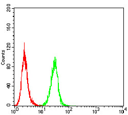 Rab8 Antibody