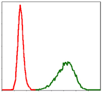 TUBA8 Antibody