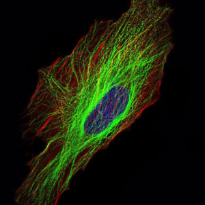 TUBA8 Antibody