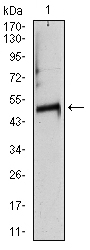 TUBA8 Antibody