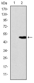 KID Antibody