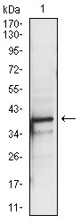 PBK Antibody