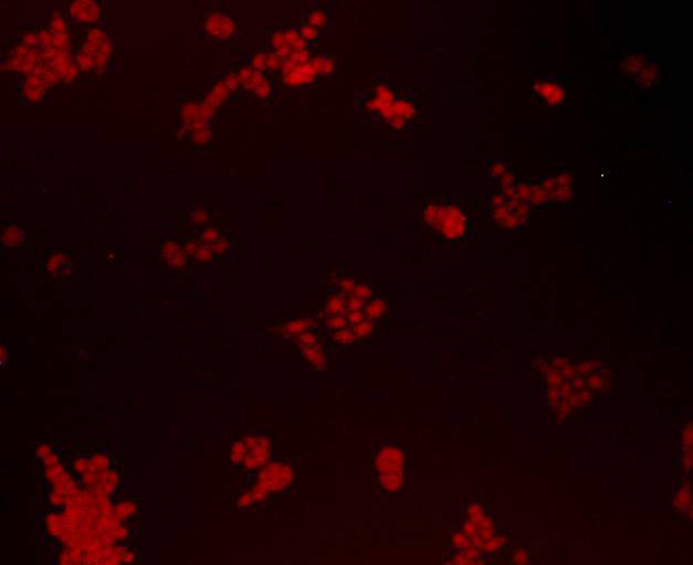 Bmi1 Antibody