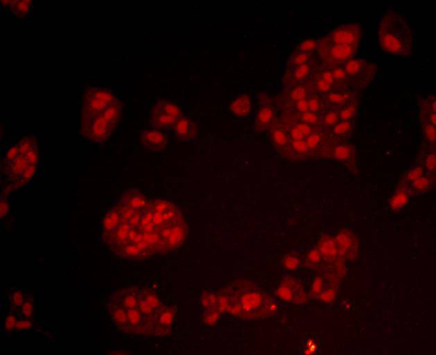 Bmi1 Antibody