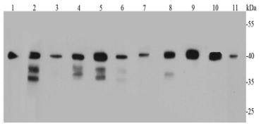 Bmi1 Antibody