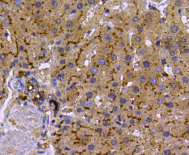 LDHA Antibody