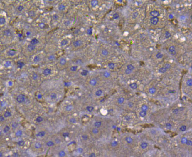 LDHA Antibody