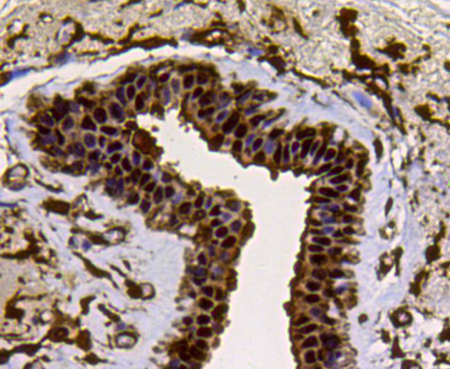 LDHA Antibody