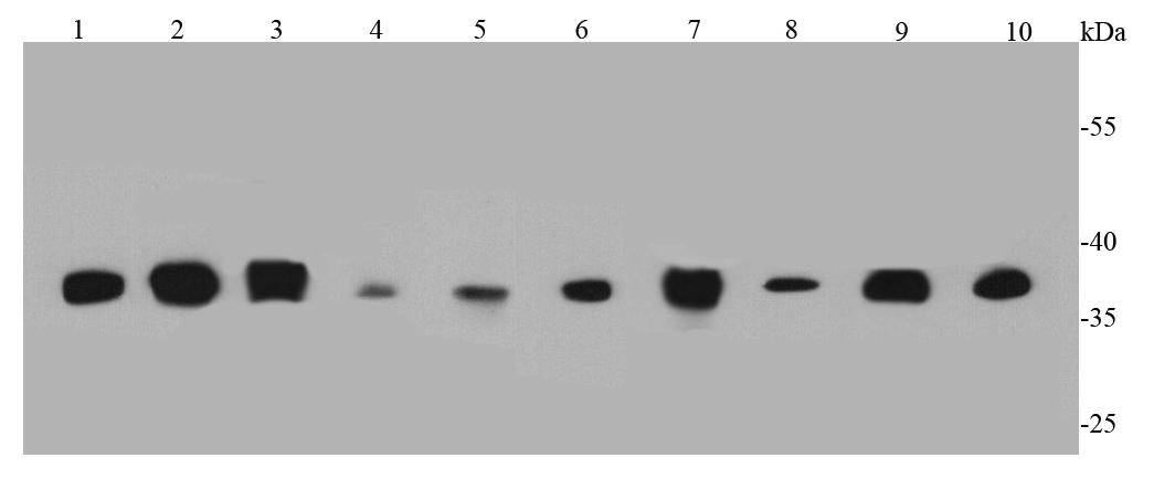 LDHA Antibody