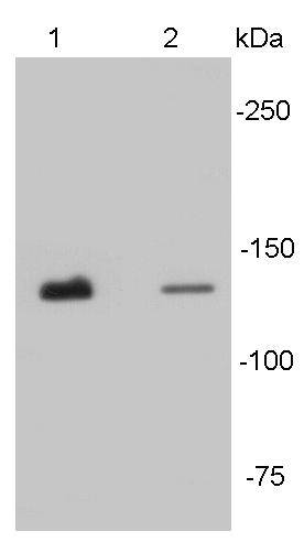 N-Cadherin Antibody