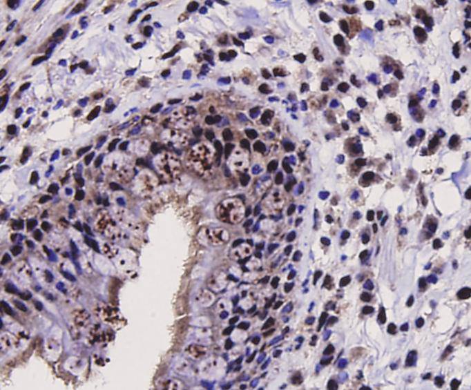 SIRT1 Antibody