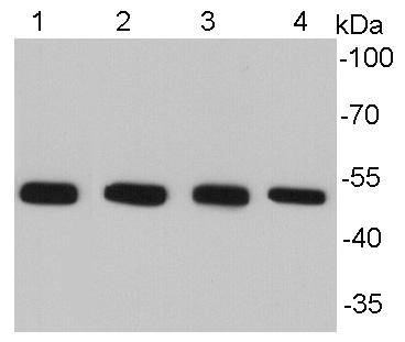 Alpha-tubulin Antibody