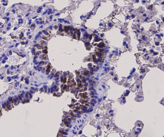 BDNF Antibody