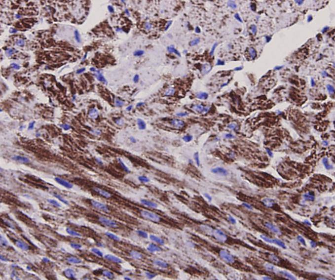 BDNF Antibody