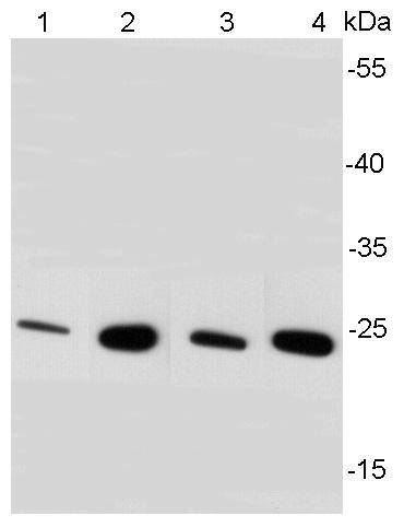 BDNF Antibody